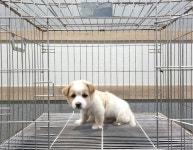 경기 여주 오학동에서 강아지 발견 보호