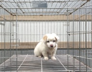 경기 여주 오학동에서 강아지 발견 보호