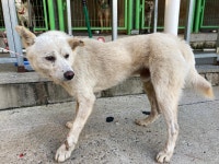 광주 북구 일곡119센터에서 강아지 발견 보호