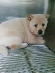 충북 충주 신니농협에서 강아지 발견 보호
