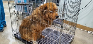 경기 고양 식사동에서 강아지 발견 보호