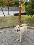 강원 강릉 하슬라로에서 진돗개 발견 보호