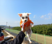 경남 진주시 금산면 청전길에서 말티즈 발견 보호