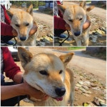 경기 남양주 오남읍에서 강아지 발견 보호