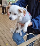 전북 군산 미장안길에서 강아지 발견 보호..회색 후드티