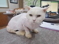 충남 논산 상월면 한천길에서 페르시안 친칠라 고양이 발견 보호