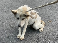 경기 수원 권선구에서 강아지 발견 보호