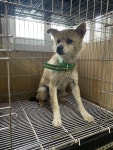 경남 사천 신송길78에서 강아지 발견 보호