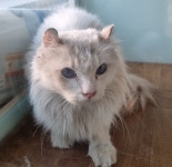 경기 파주 운정로2에서 노르웨이 믹스 고양이 발견 보호