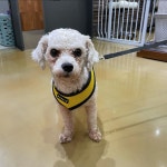 대구 달성 테크노폴리스에서  비숑 프리제 발견 보호