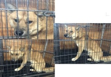 부산 연제 종합운동장로12번길에서 진돗개 발견 보호