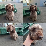 충남 천안 성정동에서  푸들 발견 보호