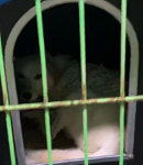 전남 구례 용방면에서 강아지 발견 보호