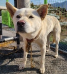 경북 상주시 모서면 도안리에서 강아지 발견 보호