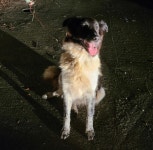 전남 곡성 겸면에서  보더 콜리 발견 보호