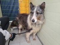 경북 포항시 흥해농협중앙지점 옆 창고에서 러프콜리 발견 보호