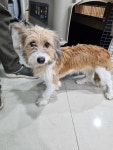 충북 청주 덕암로에서 강아지 발견 보호