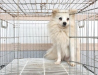 경기 여주 능서면에서  포메라니안 발견 보호