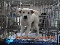 서울 은평구 은평구청에서 강아지 발견 보호