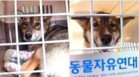 TV동물농장 트럭에 끌려가던 강아지 2마리 구조 뒤 근황