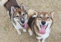 TV동물농장 트럭에 끌려가던 강아지 2마리 구조 뒤 근황