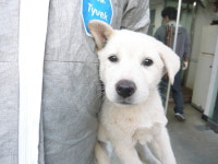 전남 영암 송석정마을에서 강아지 발견 보호