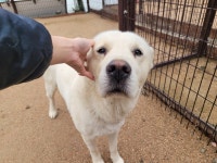 경기 안산 신길동에서 강아지 발견 보호