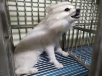 부산 영도구청에서 강아지 발견 보호
