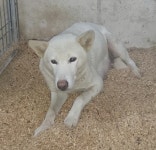 경북 청송 부남면 구천길에서 진돗개 발견 보호