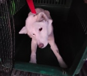 경남 창원 육호광장에서 강아지 발견 보호