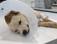 충남 서산 애정2구에서 강아지 발견 보호