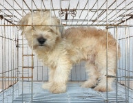 경기 여주 흥천면에서 강아지 발견 보호