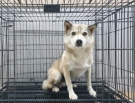 경기 여주 대신면에서 강아지 발견 보호