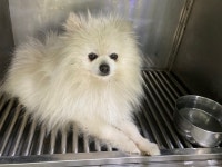 광주 광산구 신창동에서 포메라니안 발견 보호