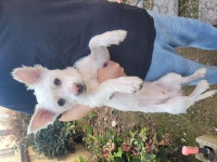 경남 창녕 영산면에서 강아지 발견 보호