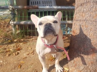 경기 시흥 마전로에서  프렌치 불독 발견 보호