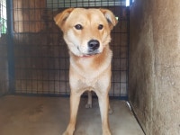 경북 칠곡 칠곡보오토캠핑장에서 진돗개 발견 보호