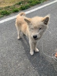 전남 여수 돌산에서 강아지 발견 보호