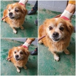 경기 남양주 오남읍에서 강아지 발견 보호