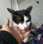 울산 북구 정자해변에서  한국 고양이 발견 보호..이동장 유기