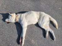 경남 창녕 대지면에서 강아지 발견 보호