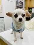 경기 파주 새말5길 빌라에서 치와와 발견 보호