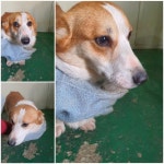 경기 남양주 진접읍에서  웰시 코기 카디건 발견 보호