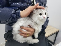 경기 오산 궐리사로 59번길에서 먼치킨 고양이 발견 보호