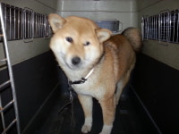 전북 전주 우아동에서  시바 발견 보호