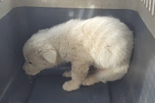 경남 밀양 초동에서 강아지 발견 보호