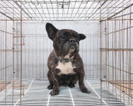 경기 여주 흥천면에서  프렌치 불독 발견 보호