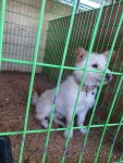 경북 고령 농업기술센터에서 강아지 발견 보호