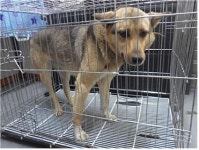 충남 공주 신풍면에서 강아지 발견 보호