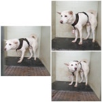 경기 화성 향남읍에서 강아지 발견 보호